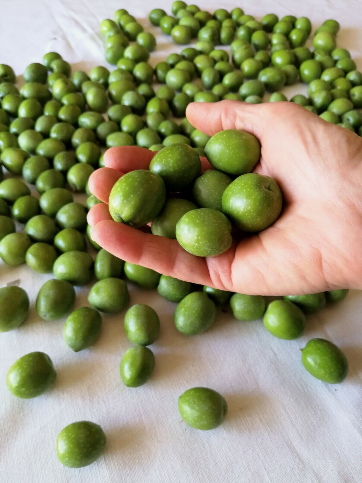 Sicilian Nocellara del Belice Extra Virgin Olive Oil 2026/27 - 3L Bag in Box