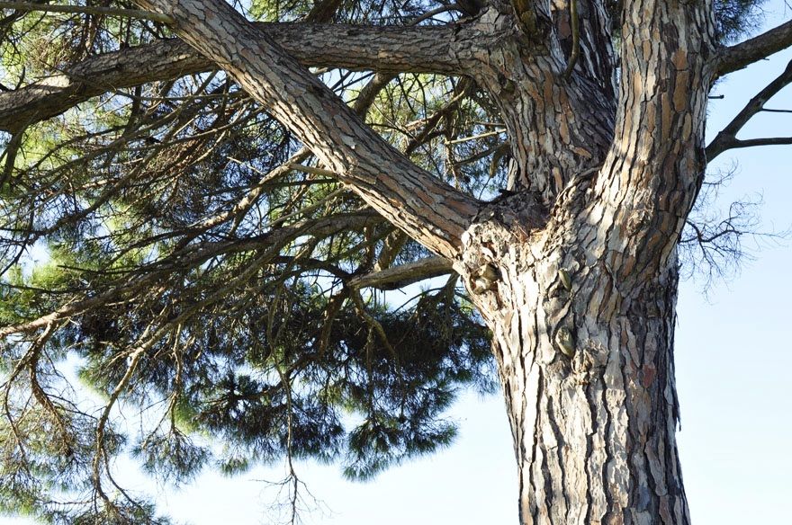 Pinus (Pinus Pinea)