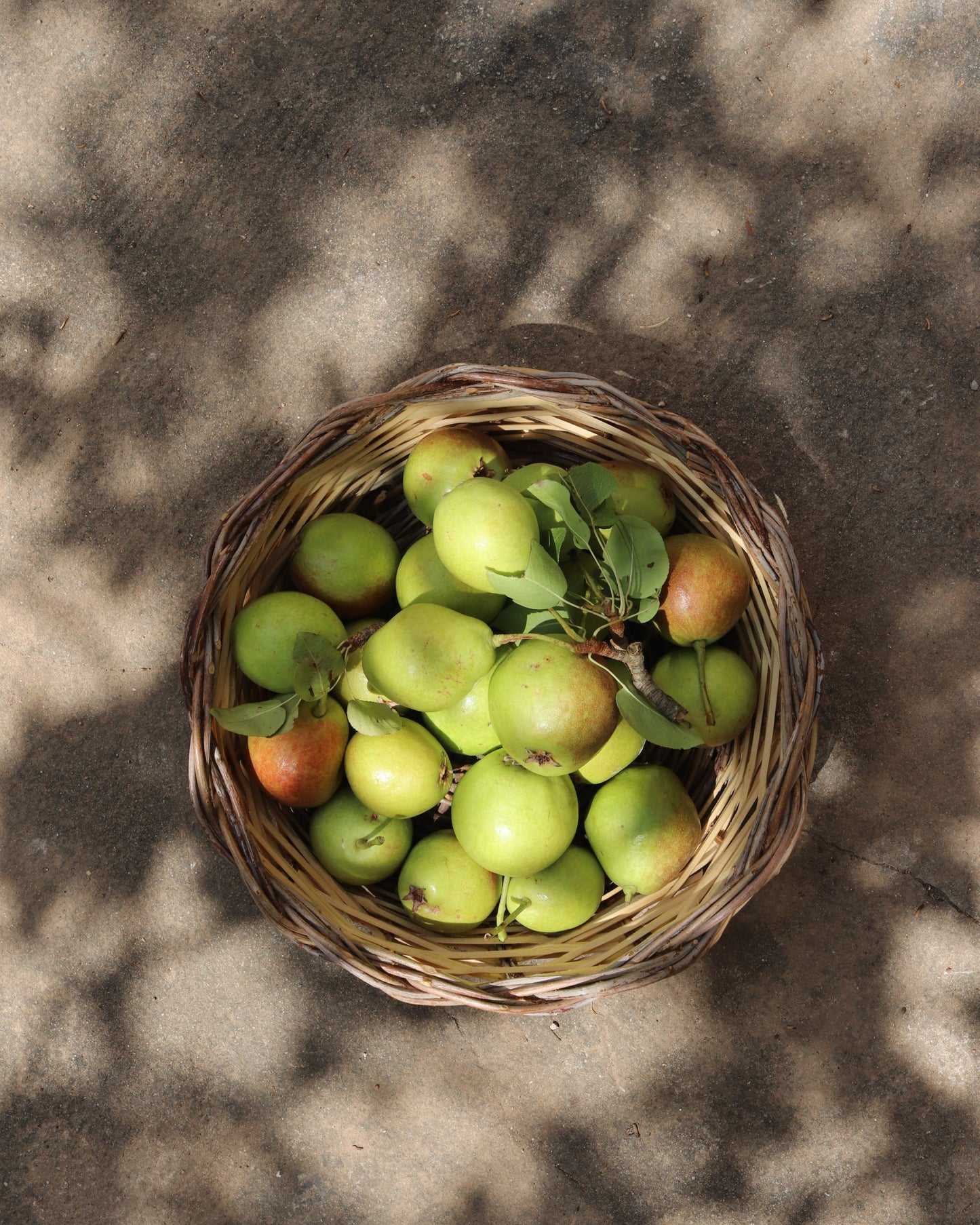 Traditional Sicilian Basket Panaru