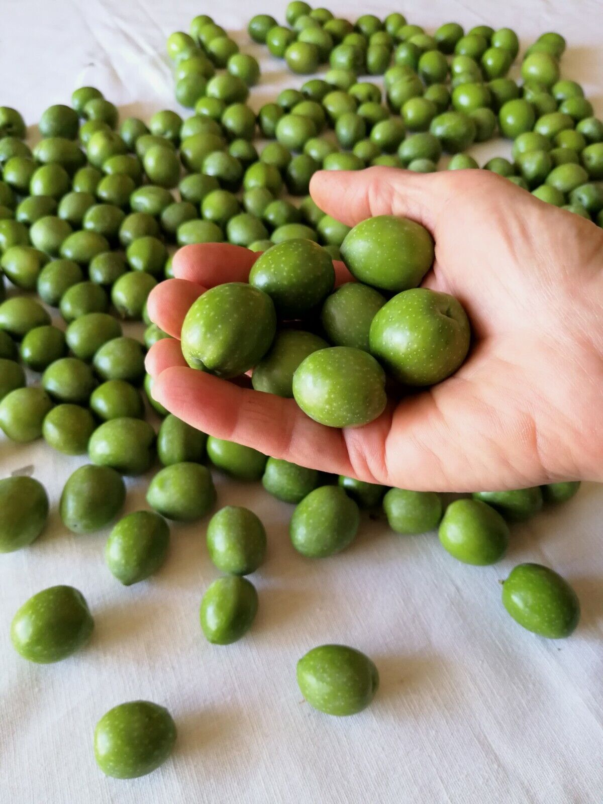 Seasoned Crushed Green Olives Nocellara del Belice in Extra Virgin Olive Oil, 500g