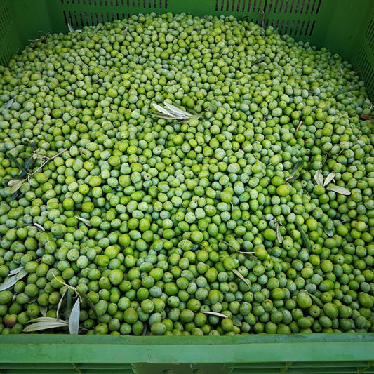 Nocellara Monovarietal Extra Virgin 0live 0il 2025/2026, 6L